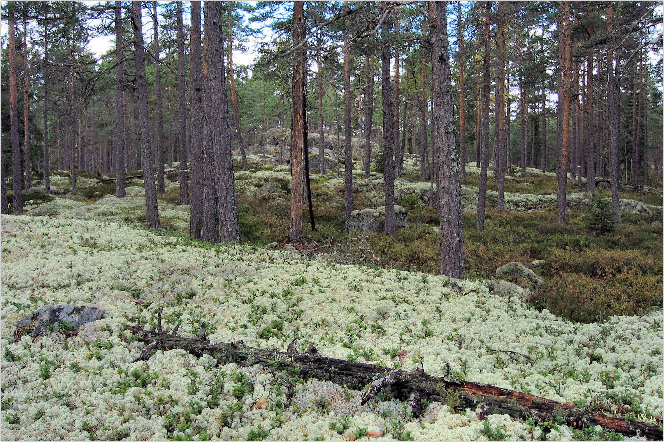 Pine forest on bedrock with thin soil cover at Getapulien-Grönbo